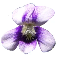 Wisconsin Wildflowers